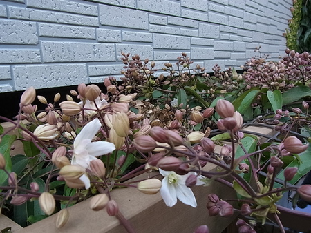f0188413_2319445.jpg