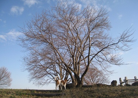 c0084117_2175420.jpg