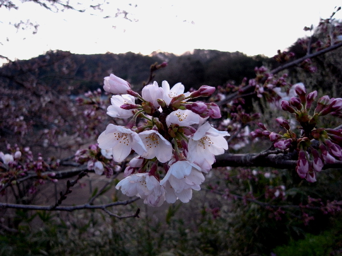f0103126_2231497.jpg