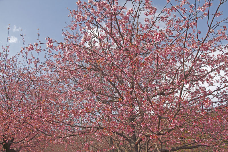 b0042837_6485980.jpg