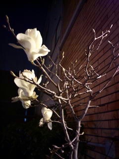 c0056437_1125235.jpg