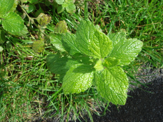 a0255840_224315.jpg