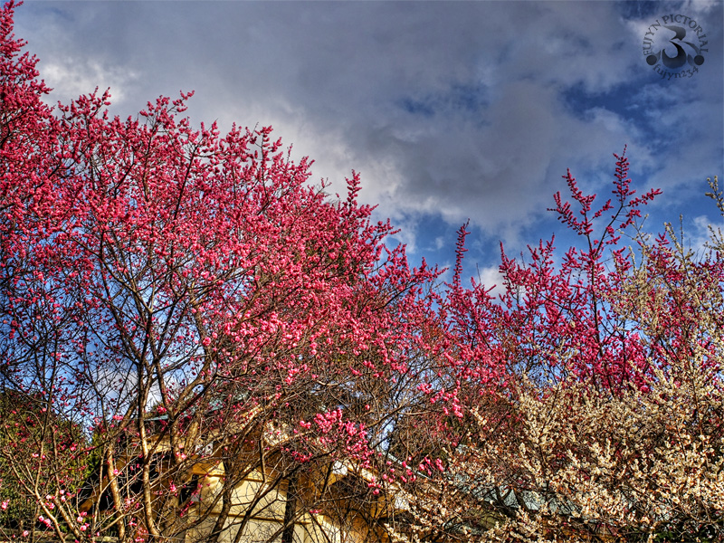 b0135347_093145.jpg