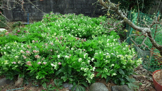 c0241952_1735599.jpg