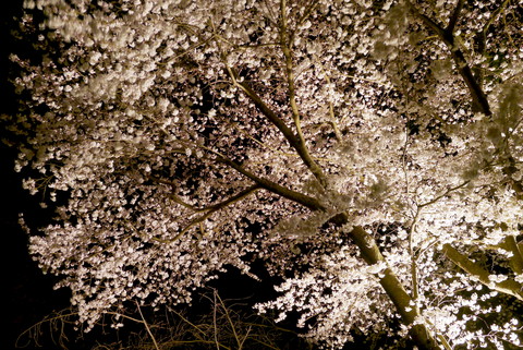 f0206452_981691.jpg