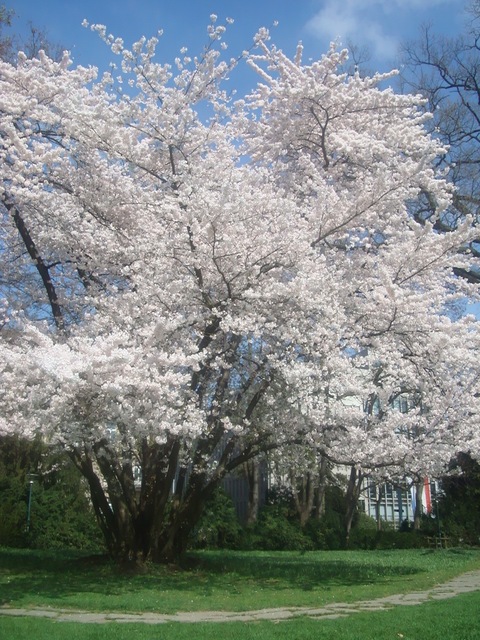 c0059063_5151510.jpg