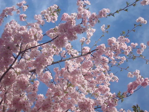 c0059063_5313960.jpg