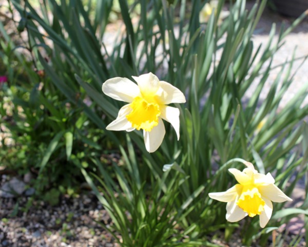 f0003174_17372044.jpg