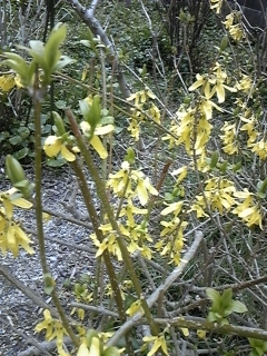 a0243983_19401571.jpg
