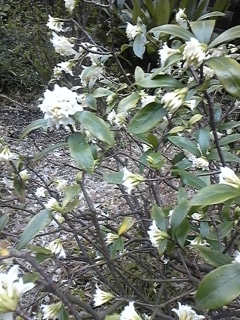 a0243983_19401587.jpg