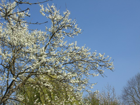 a0247585_546460.jpg