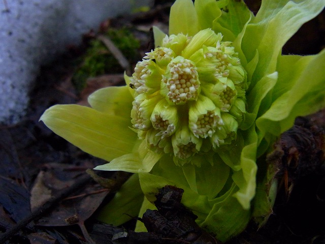 f0157901_10421775.jpg