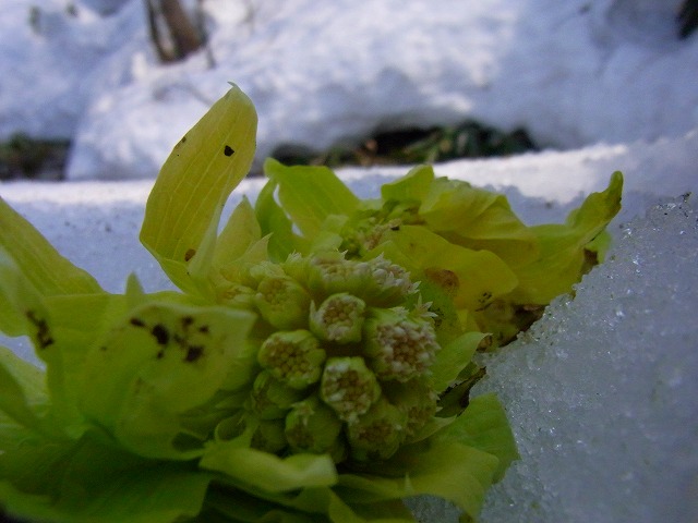 f0157901_1042332.jpg