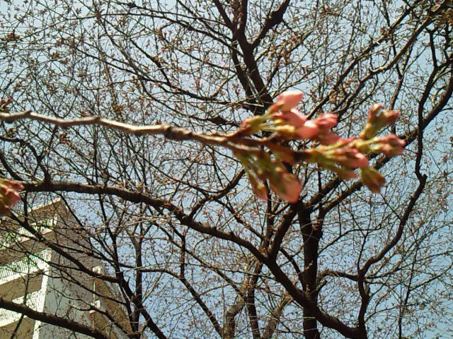 c0025033_20292492.jpg