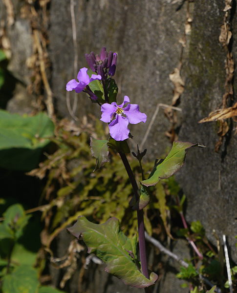 d0091754_1335167.jpg