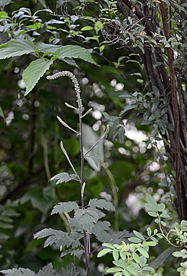 c0186463_18573638.jpg