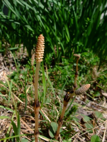 e0045768_22105079.jpg