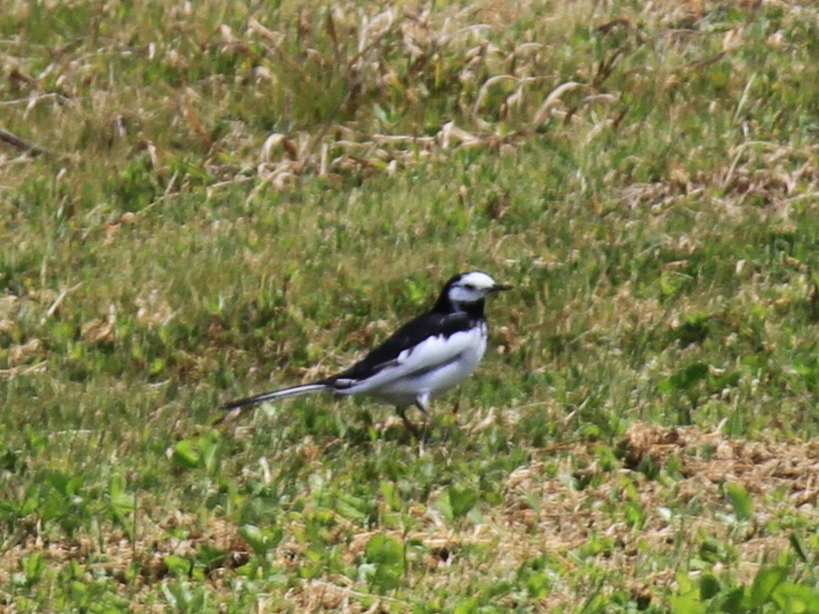 e0197884_15531149.jpg