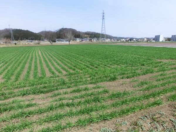 e0134907_1550793.jpg