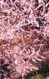 e0189225_15772.jpg