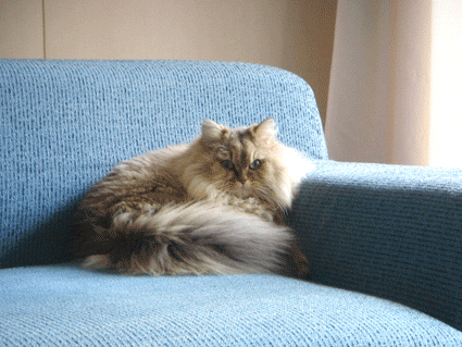 e0157129_1905432.gif