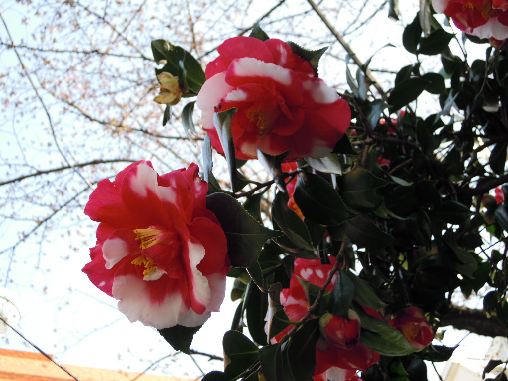 e0081334_1313745.jpg