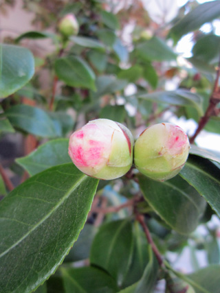 f0234936_5504535.jpg