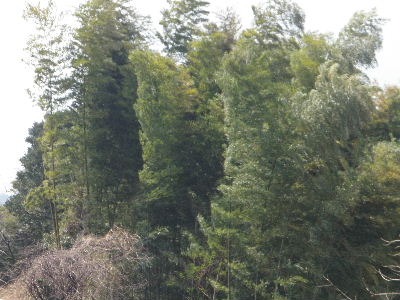 a0054240_2071616.jpg