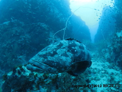 e0027447_1181743.jpg