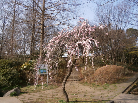 e0121548_1314076.jpg