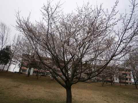 e0121548_1462831.jpg