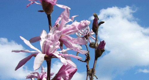 c0225153_024358.gif