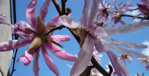 c0225153_0395.gif