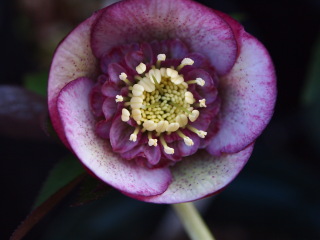 e0105760_710119.jpg