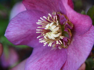 e0105760_710529.jpg