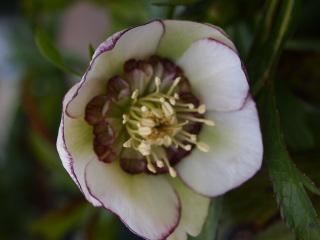 e0105760_785623.jpg