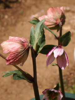 e0105760_791416.jpg