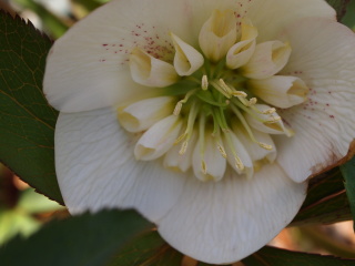 e0105760_792675.jpg