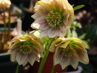 e0105760_793212.jpg