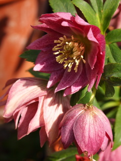 e0105760_795342.jpg