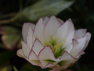 e0105760_79896.jpg