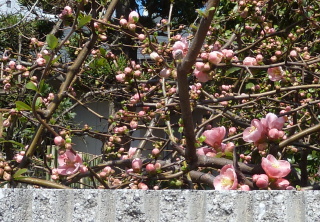 f0166694_19311012.jpg