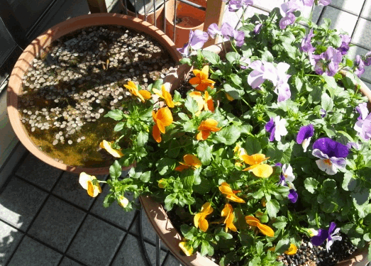 d0048332_141572.gif
