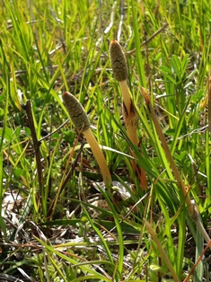 c0161034_142593.jpg