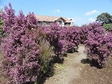 f0167635_7534.jpg