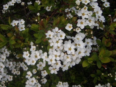 a0054240_20485519.jpg