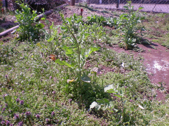 a0118461_12334077.jpg