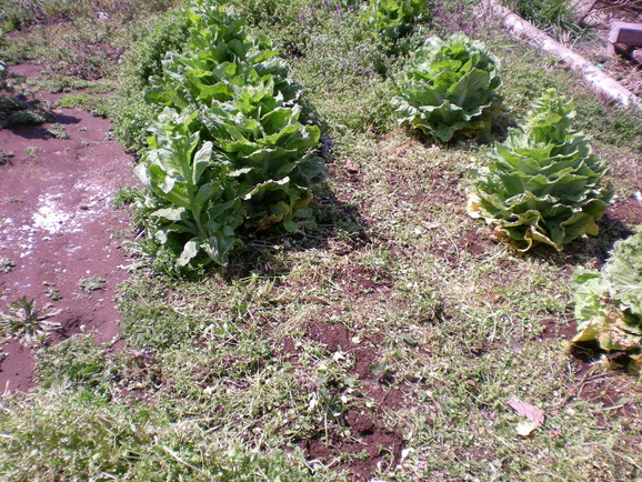 a0118461_12531626.jpg