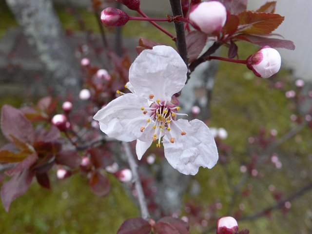 b0042882_15422549.jpg