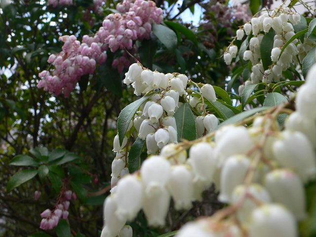 b0042882_15423965.jpg